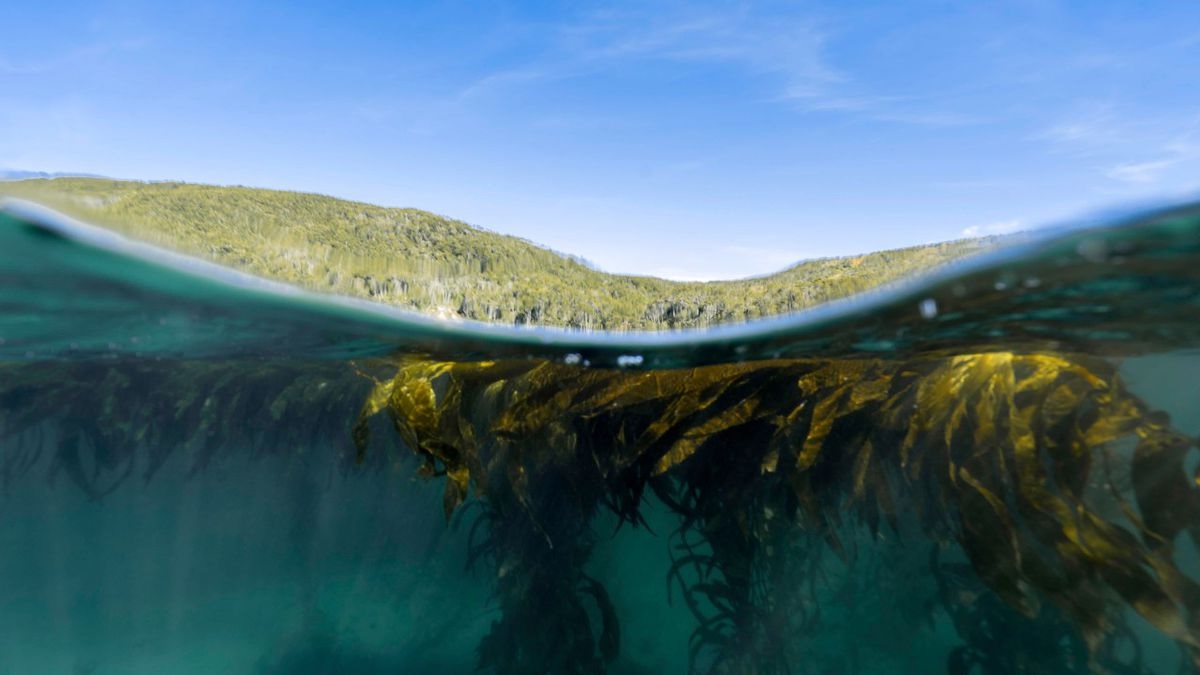 Más cerca de la protección de los bosques marinos de Tierra del Fuego