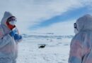 Científicos detectan gripe aviar en aves marinas en la Antártida