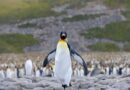 La actualidad de los pingüinos en la Patagonia argentina