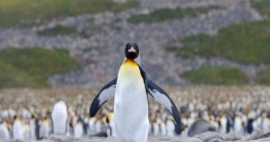La actualidad de los pingüinos en la Patagonia argentina