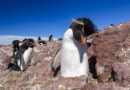 El pingüino de penacho amarillo y sus viajes a Tierra del Fuego