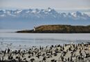 Llega a Ushuaia el conteo mundial de aves Global Big Day