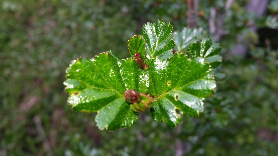El ñire patagónico ya es parte del Código Alimentario Nacional
