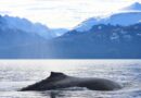 Ballenas en Ushuaia: cómo disfrutarlas con responsabilidad