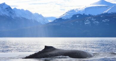 Ballenas en Ushuaia: cómo disfrutarlas con responsabilidad