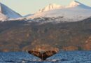 Cerca de 200 ballenas jorobadas están identificadas en el canal Beagle