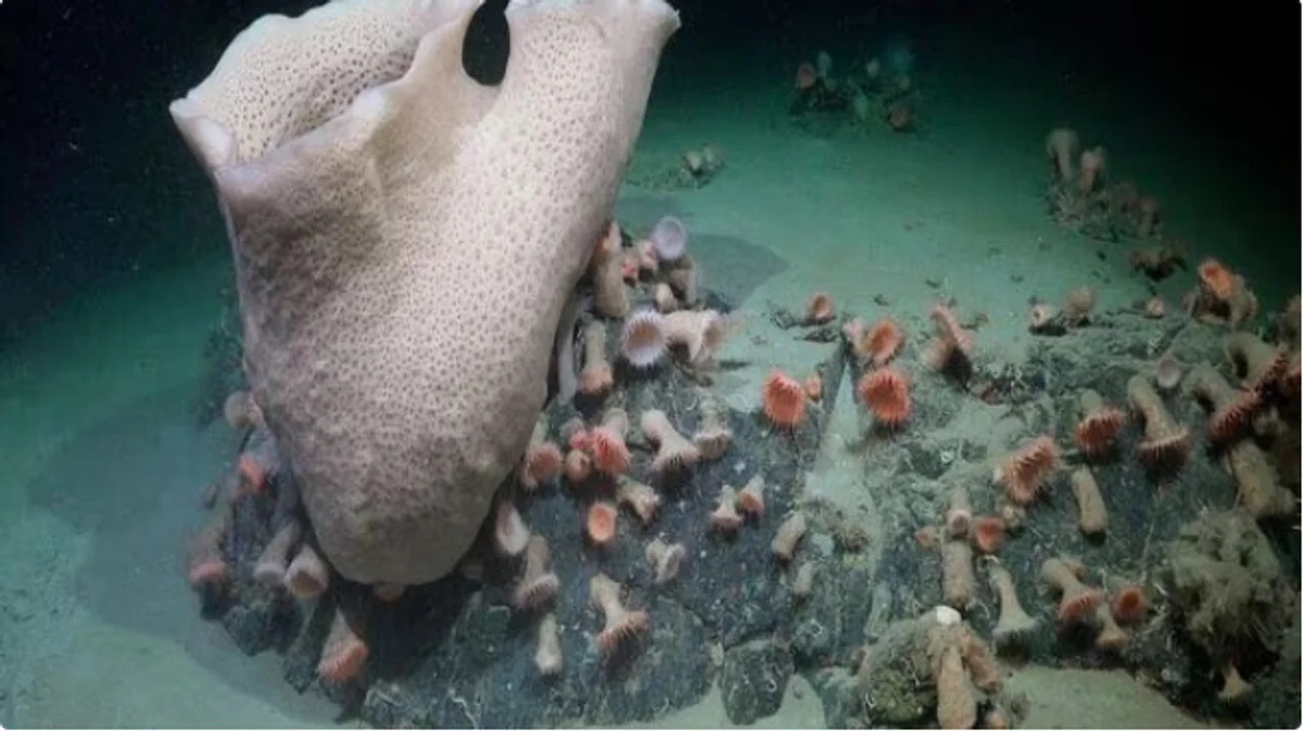 El azar revela un mundo oculto: la Antártida expone un ecosistema secreto tras ruptura de hielo
