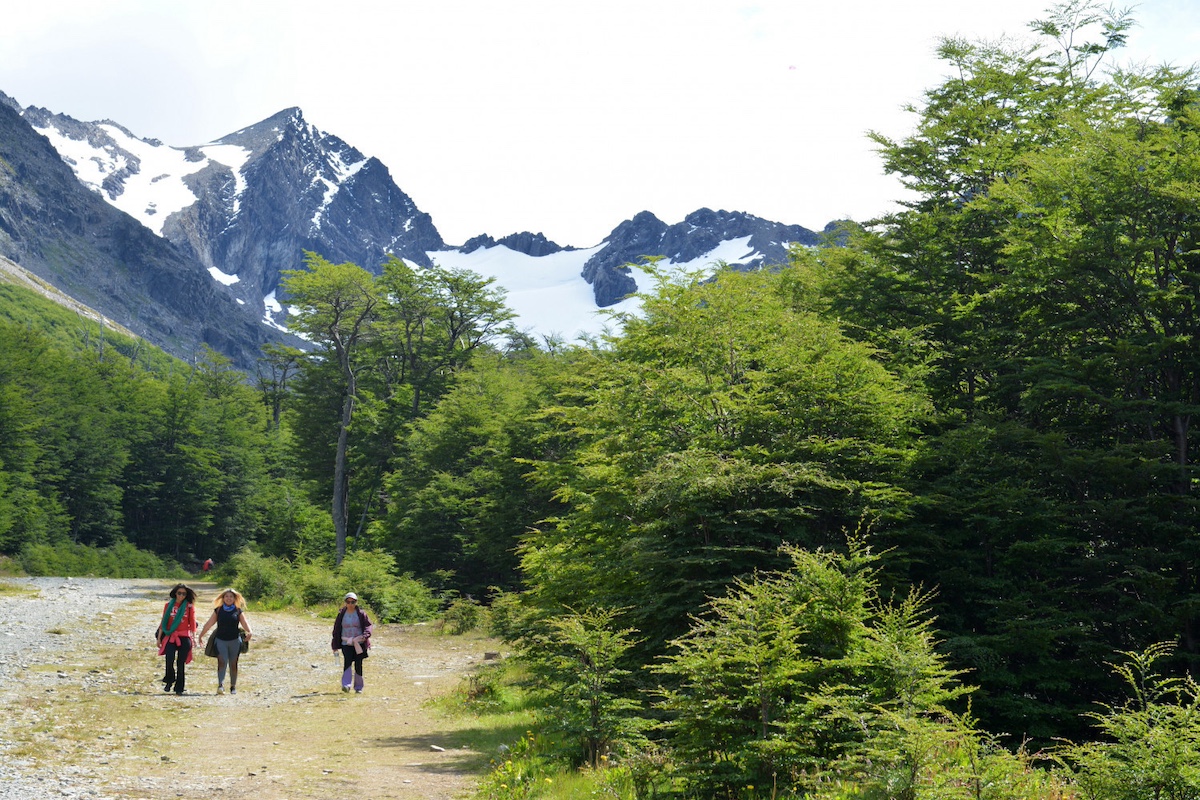 Tierra del Fuego avanza en la protección de bosques nativos con fondos nacionales destrabados