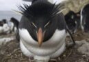 El pingüino de penacho amarillo austral enfrenta serio riesgo de extinción