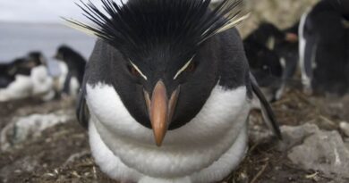 El pingüino de penacho amarillo austral enfrenta serio riesgo de extinción