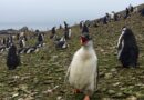 La contaminación acústica amenaza la frágil paz de la fauna antártica