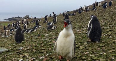 La contaminación acústica amenaza la frágil paz de la fauna antártica