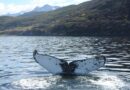Ushuaia: Escenario privilegiado para el avistamiento de ballenas