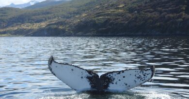Ushuaia: Escenario privilegiado para el avistamiento de ballenas