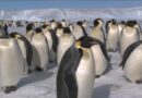 Antártida: El declive acelerado del pingüino emperador
