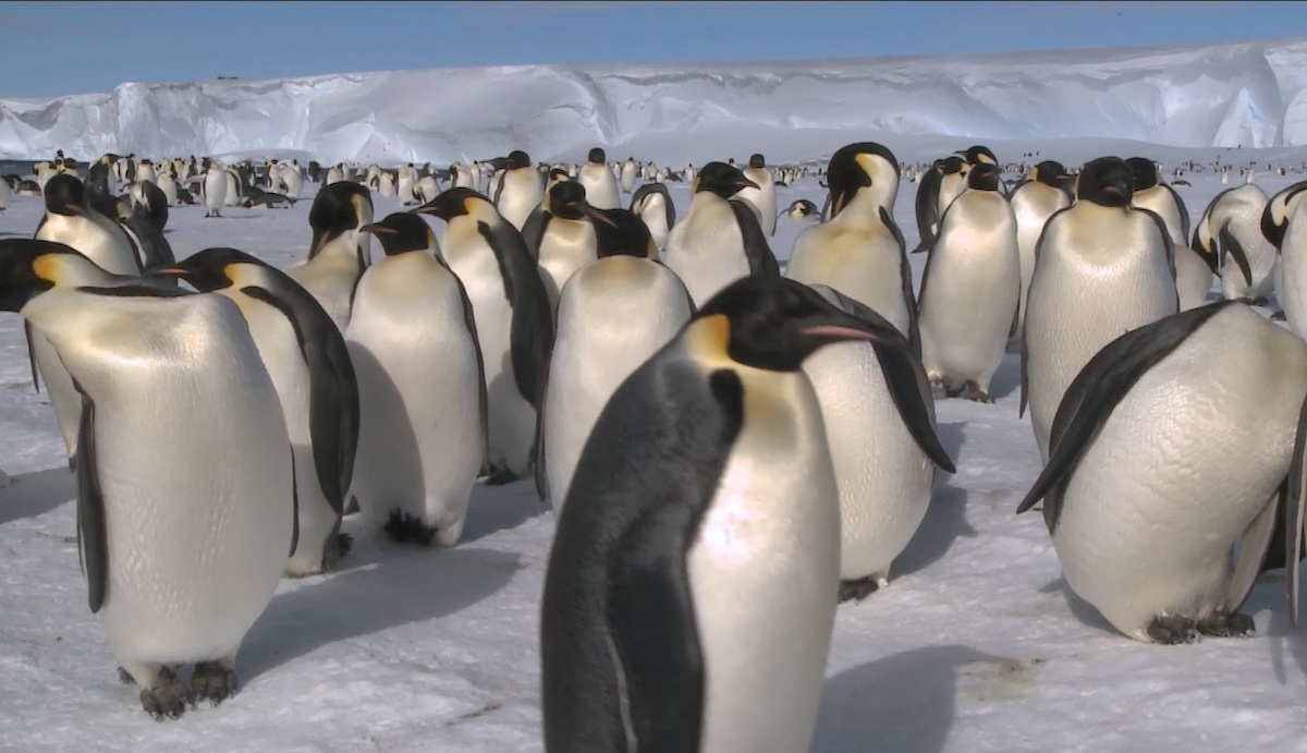Antártida: El declive acelerado del pingüino emperador