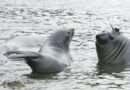 Elefantes marinos como centinelas oceanográficos en el Cabo de Hornos