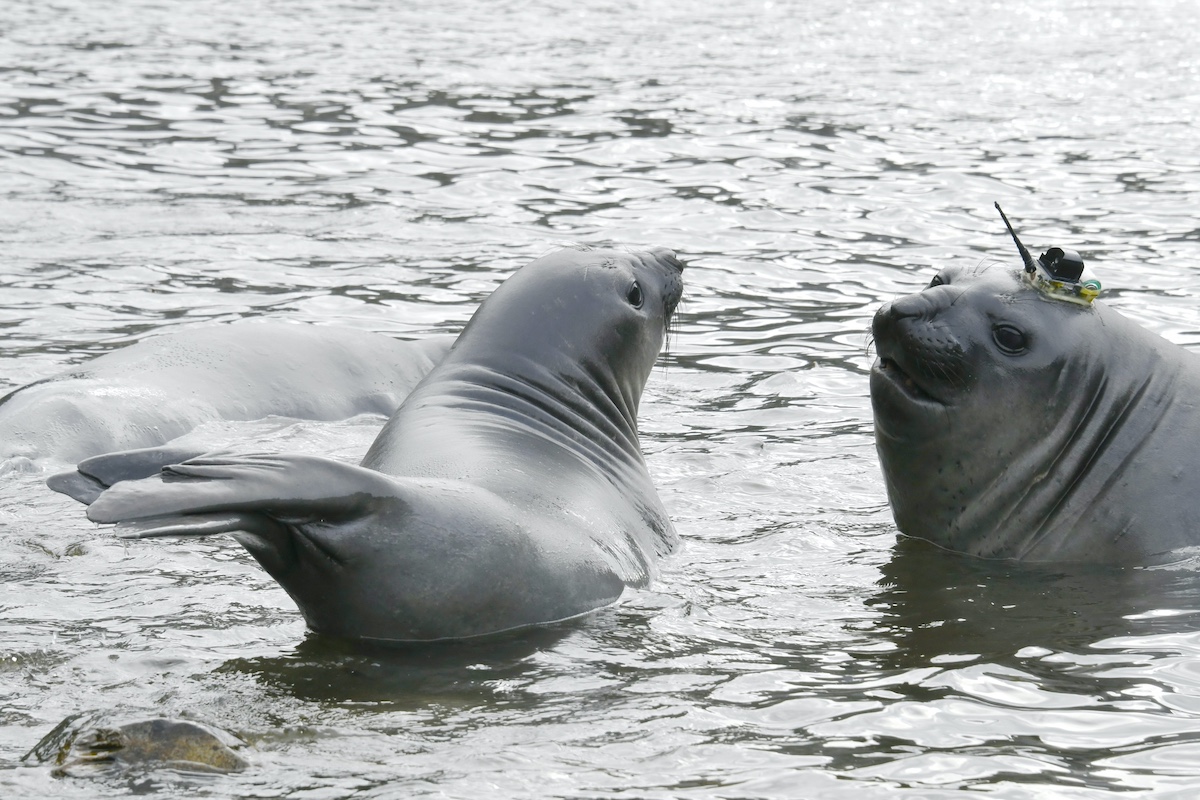 Elefantes marinos como centinelas oceanográficos en el Cabo de Hornos