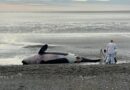 Tierra del Fuego: Laboratorio natural para descifrar los misterios del mar