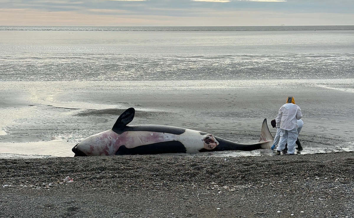 Tierra del Fuego: Laboratorio natural para descifrar los misterios del mar
