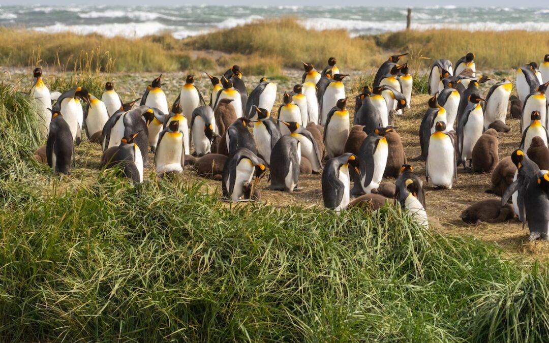 De maestra jardinera a protectora de la única colonia continental de pingüinos rey
