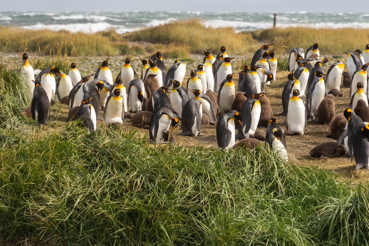 De maestra jardinera a protectora de la única colonia continental de pingüinos rey