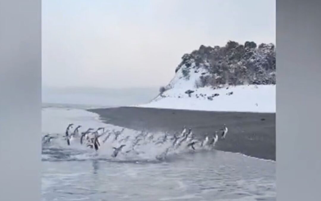 Isla Martillo, el pulso salvaje del Beagle