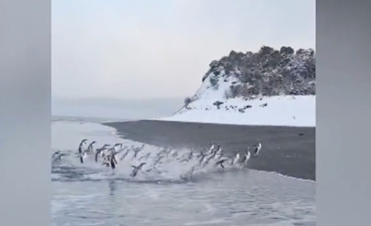 Isla Martillo, el pulso salvaje del Beagle