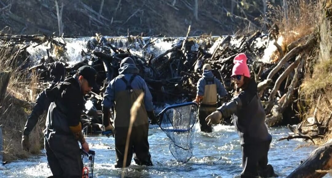 El repoblamiento que sostiene la pesca fueguina
