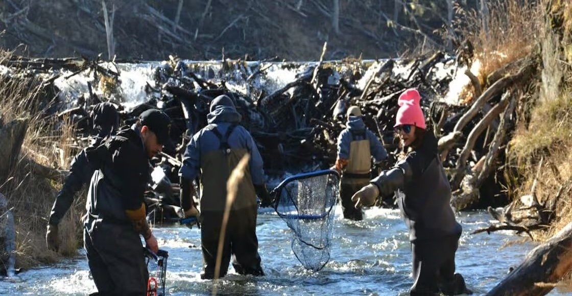 El repoblamiento que sostiene la pesca fueguina